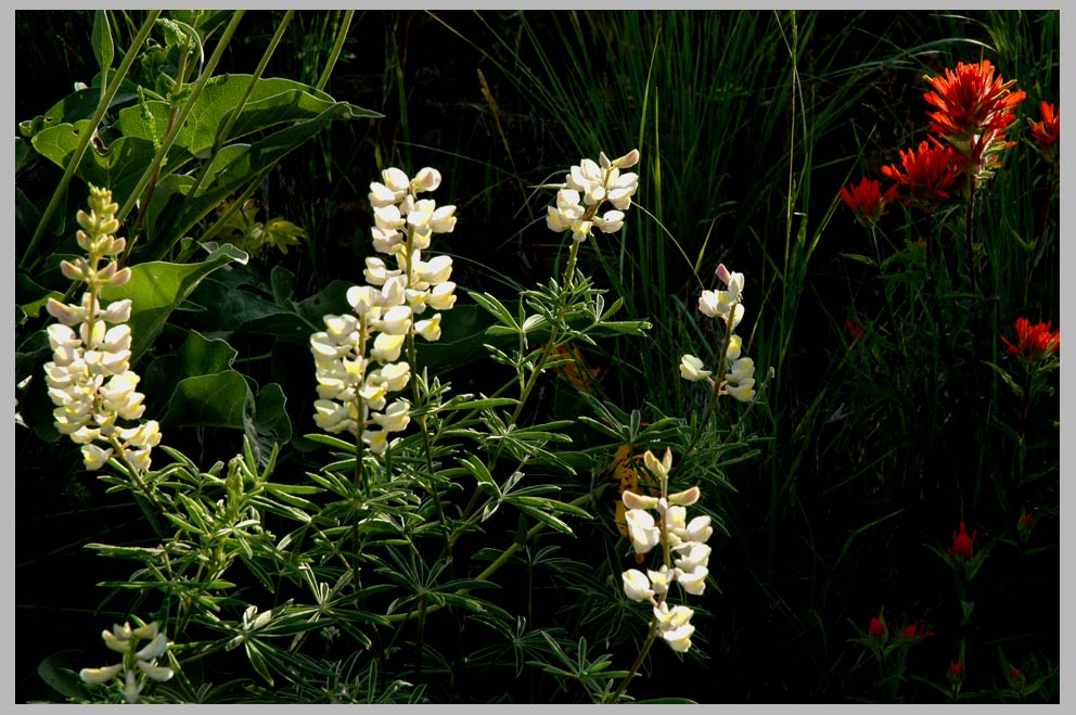 CLIFF CREGO | Spring Sagebrush Steppe—ensemble (Sulphur Lupine & Desert Paintbrush) 