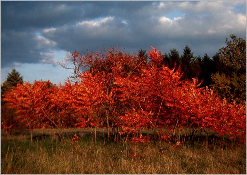 staghorn sumac