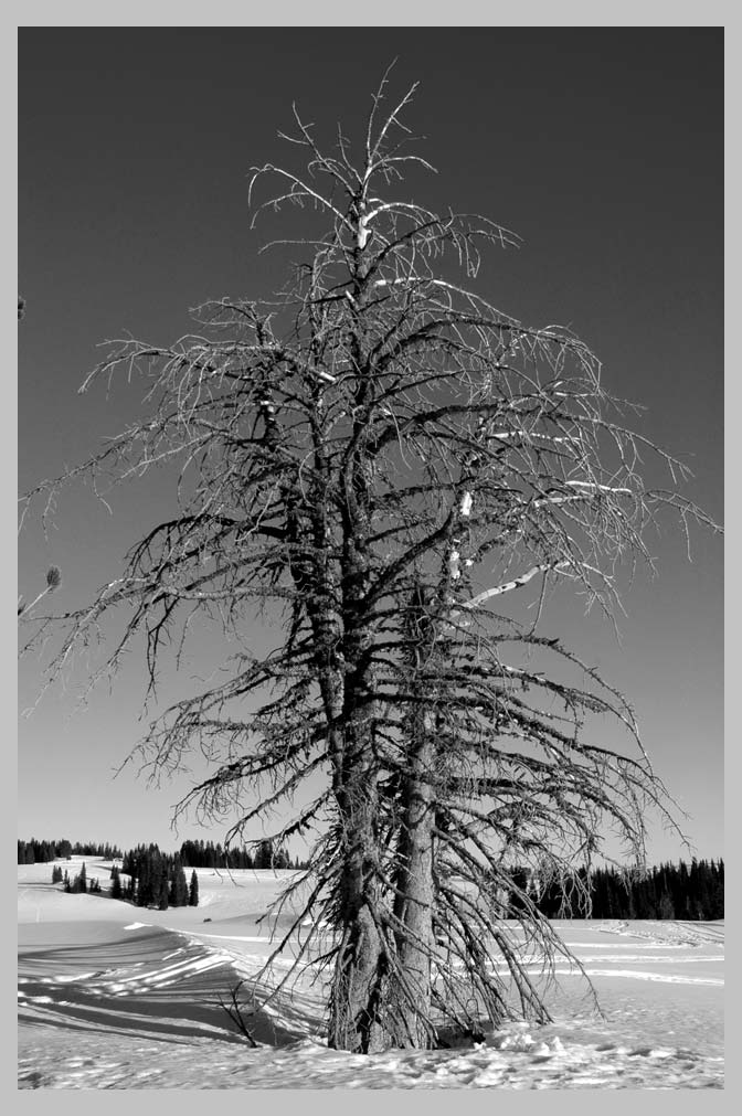 Stonepine Snag (Pinus albicaulus)