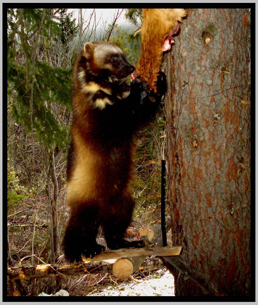 "Stormy"—Wallowa Wolverine (Gulo gulo) photo by friends  Audrey Magoun & Pat  Valkenburg