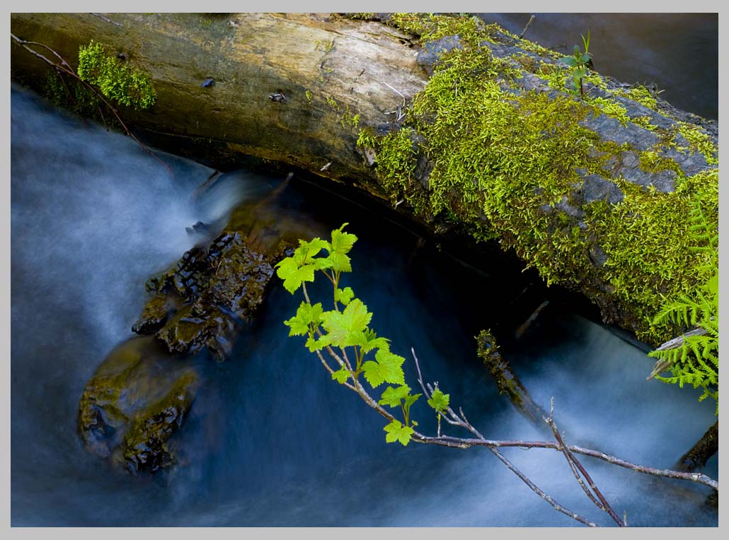 SPRING TABLEAU on SUMMIT CREEK