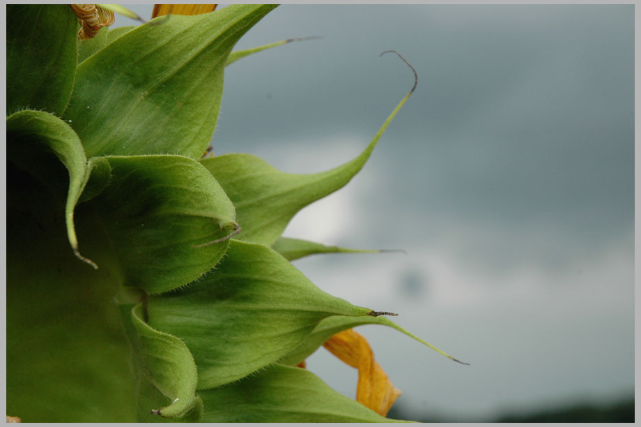 sunflower, bracts, storm