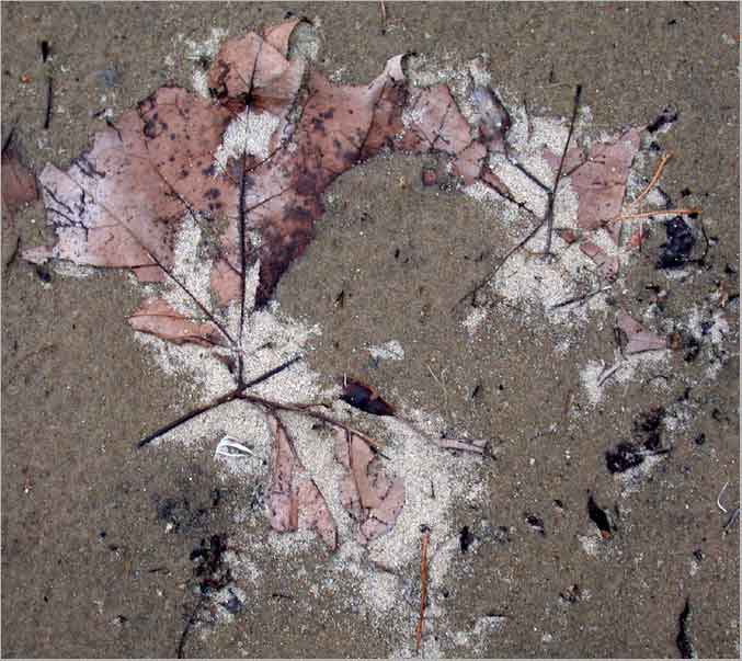 sycamore leaf, winter trace