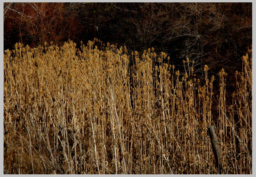 CLIFF CREGO | Fuller's Teasel, explosive growth in riparian area