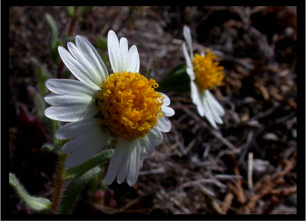 CLIFF CREGO | TIDYTIPS DUO, (Layia glandulosa