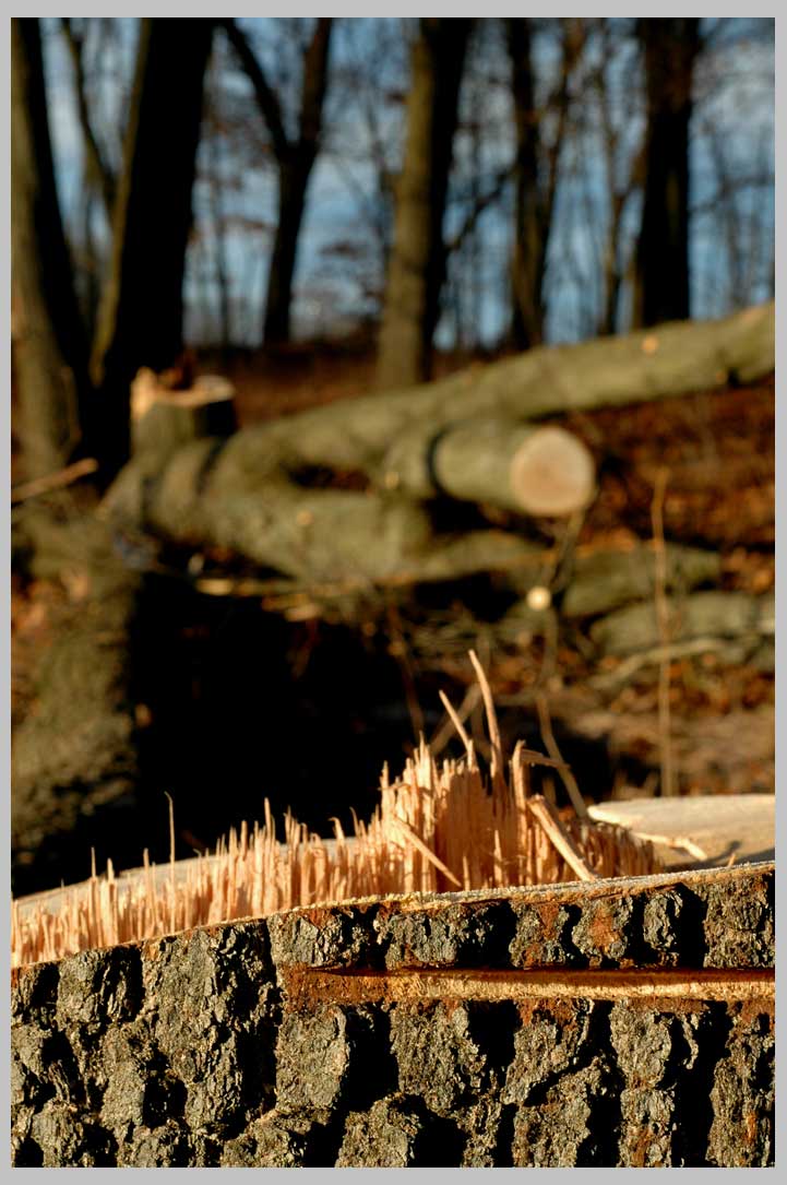 tree down