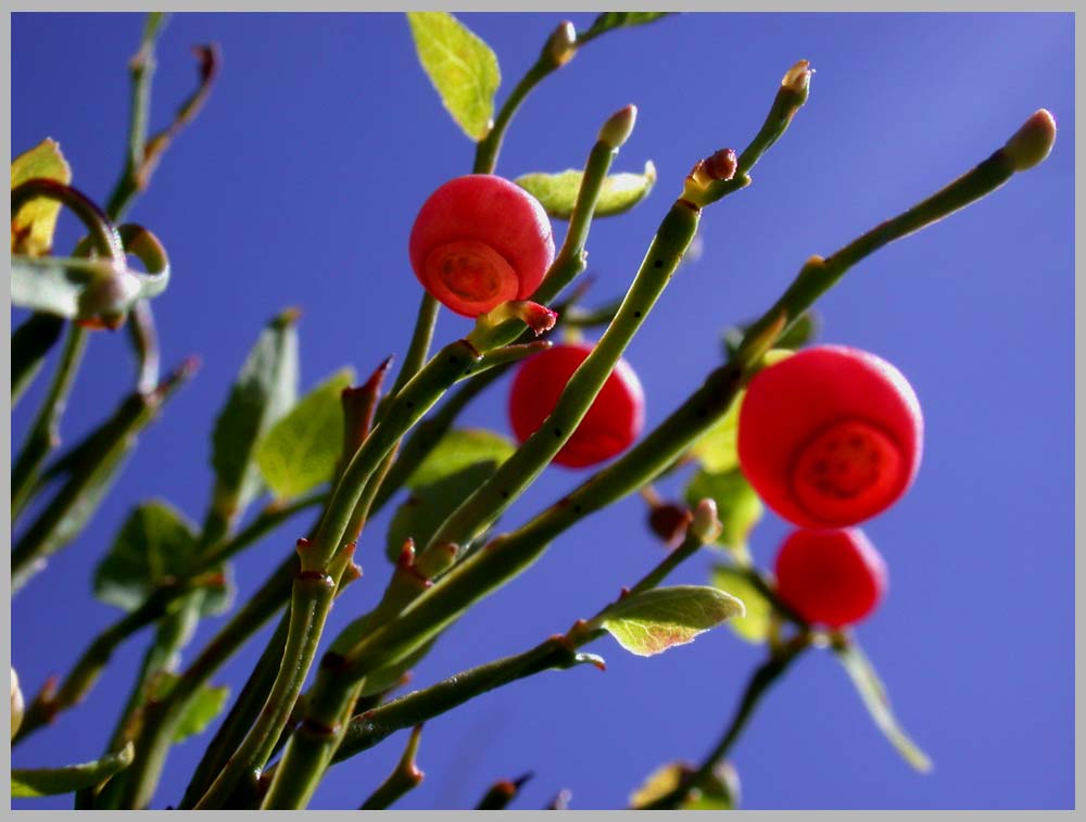 CLIFF CREGO | Littleleaf Huckleberry or Grouseberry, skyview (Vaccinium scoparium)