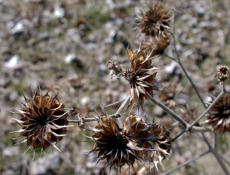 velvetleaf spring