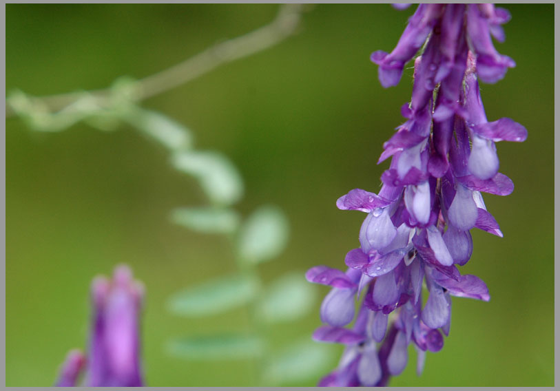 cow vetch