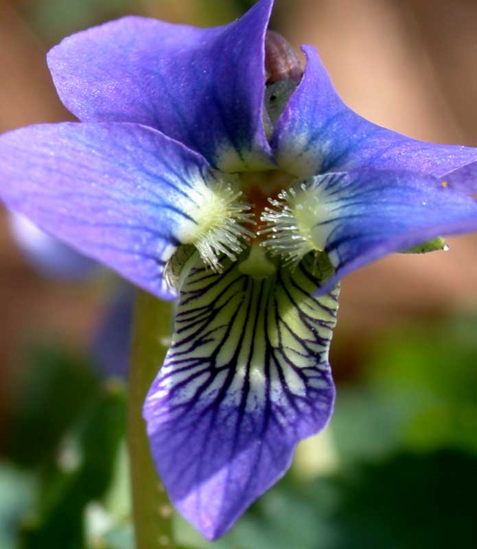 first common blue violet