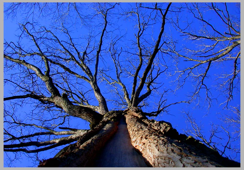 CLIFF CREGO | WHITE OAK with lightning scare & MAY DAY: Tree of Life