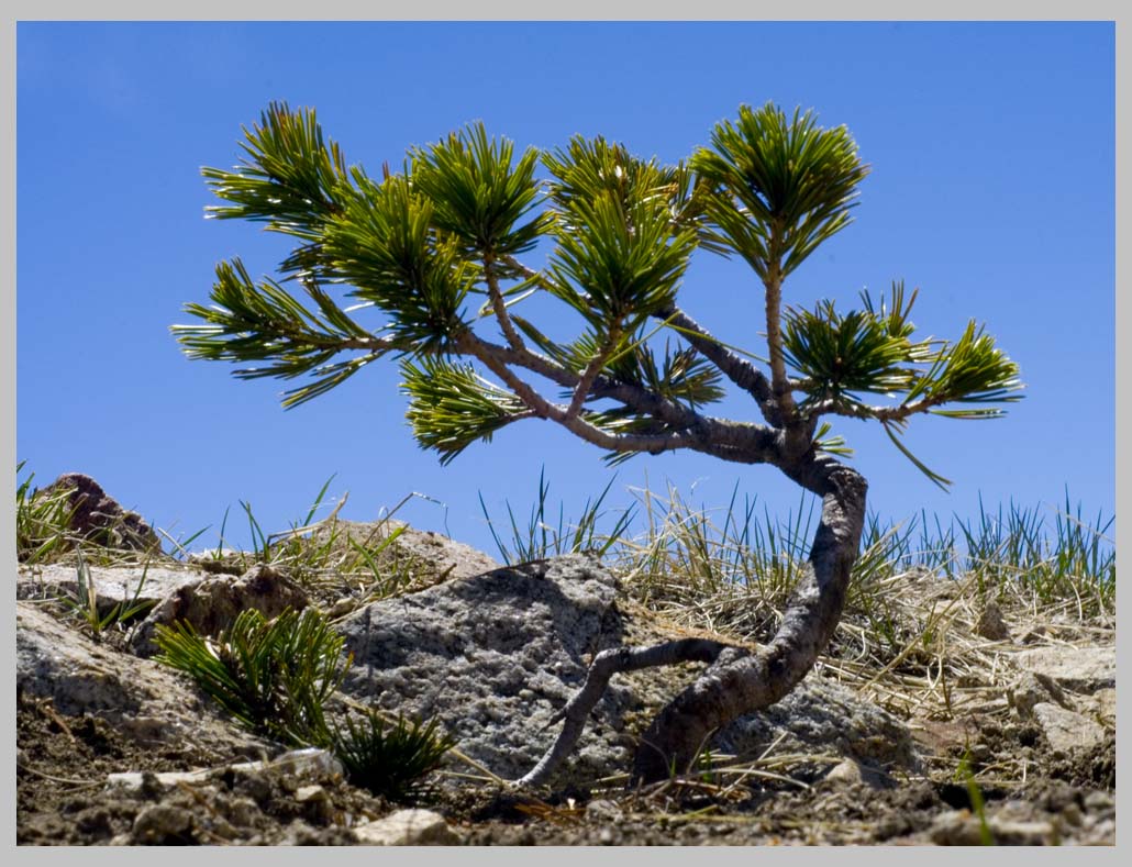 WHITEBARK PINE seedling at TREELINE, 2600 m, Eagle Cap Wilderness, Oregon