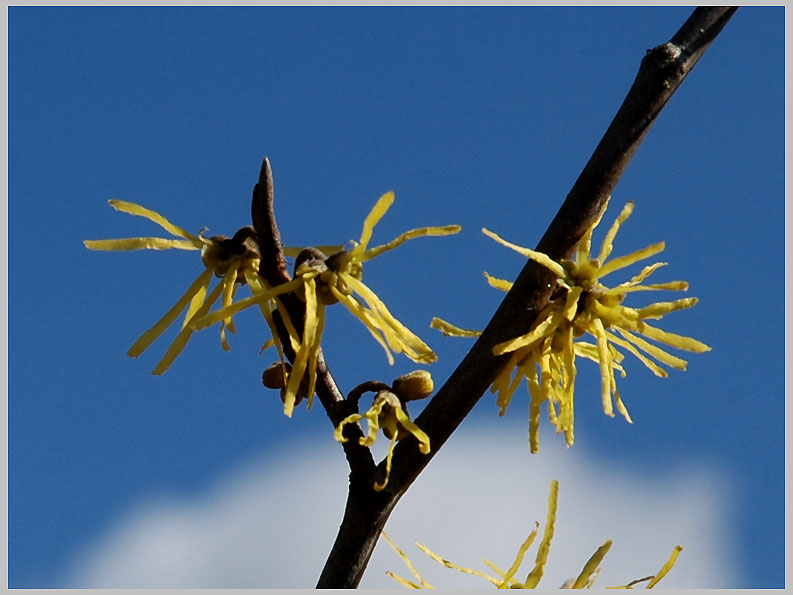 WITCH-HAZEL, October flowers (Hamamelis virginiana)