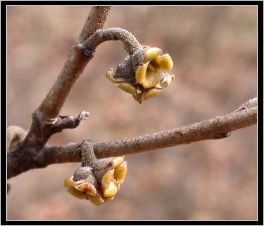 witchhazel, end of march