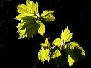 acer_5-21-09