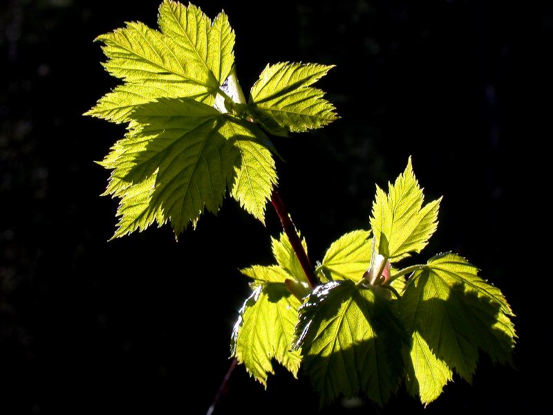 acer_5-21-09.jpg