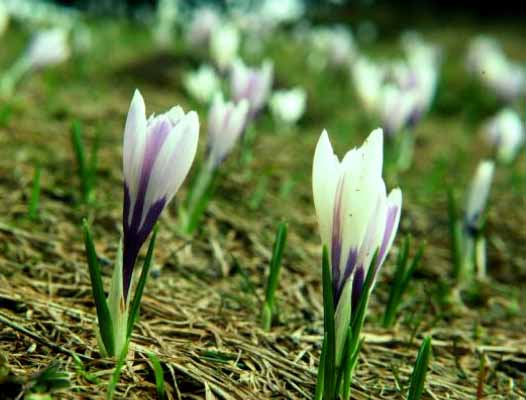 April Crocus