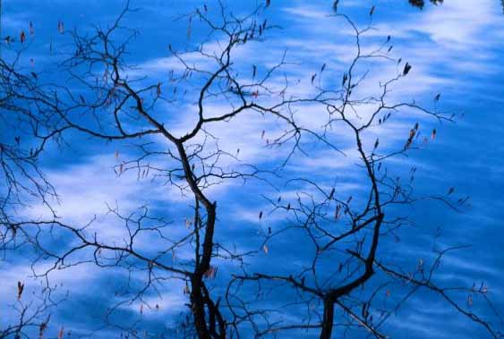 Black Locust against March Sky