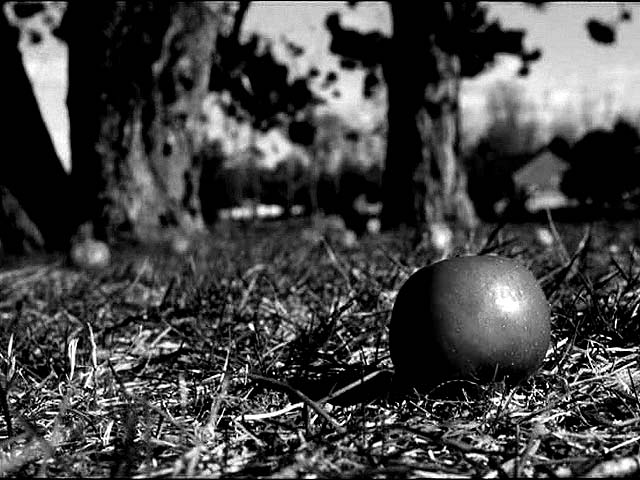 Apples among Pines (black and white)