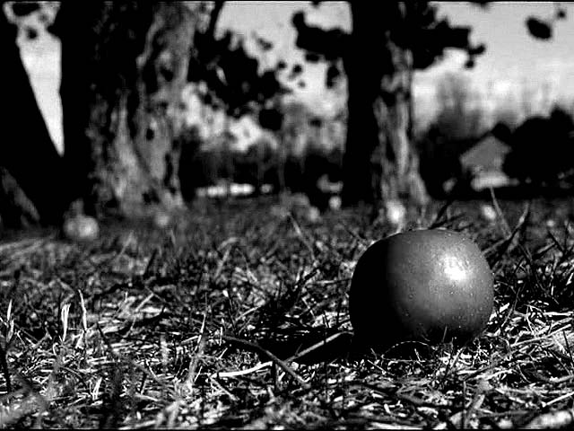 Apples among Pines