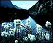 clip of cotongrass
