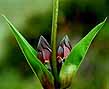 clip of purple gentian