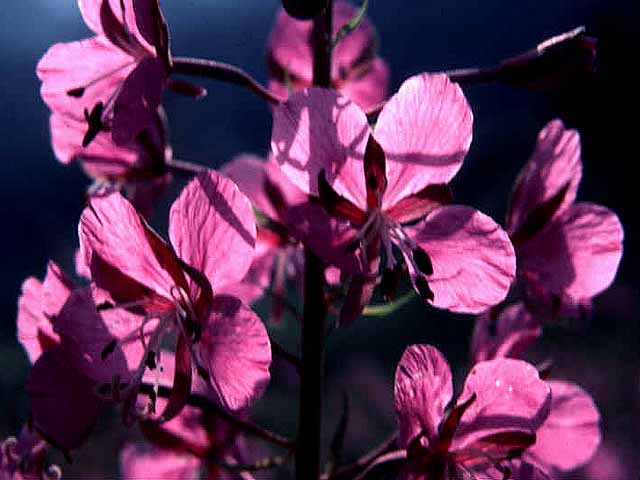 Fireweed, September Aspect, the Alps
