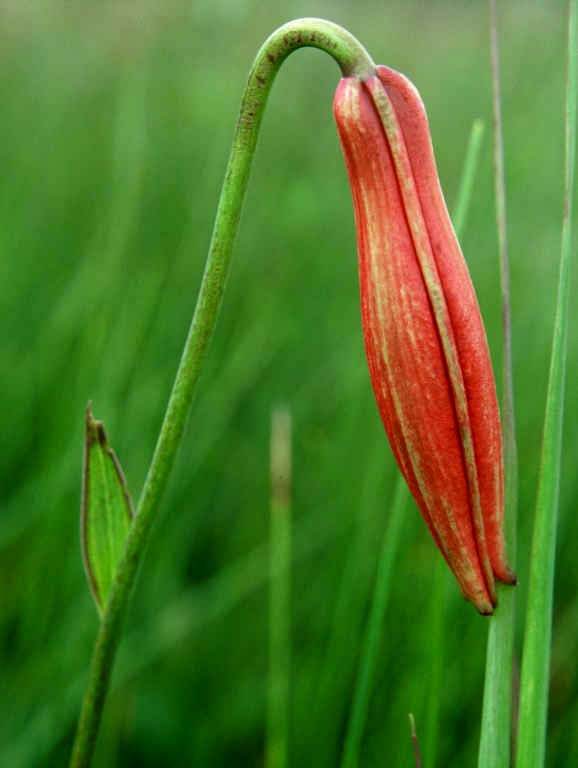 Prairie Lily, North America