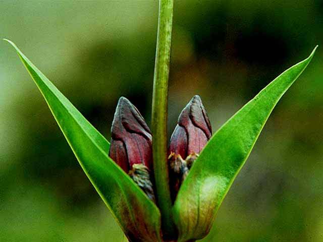 Purple Gentian, The Alps