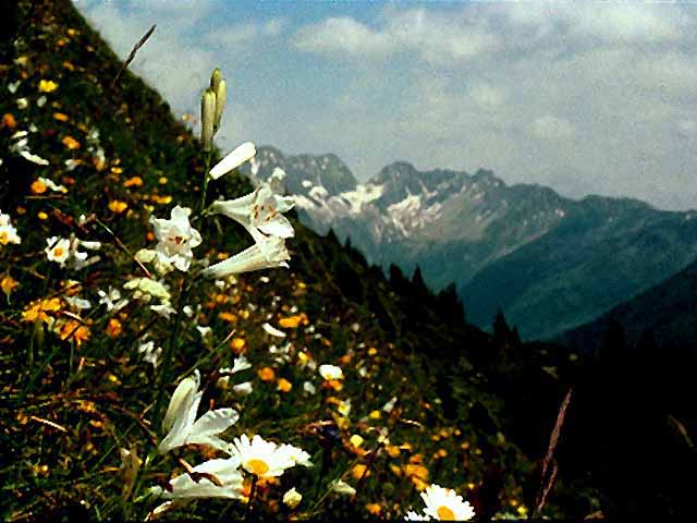 Paradise Lilies in Heather