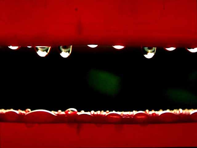 Water Drops on Red Plastic
