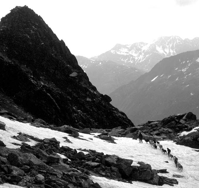 Gathering together sheep, the Alps