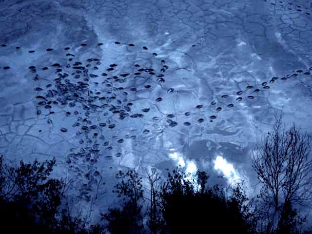 Sky Tracks: Tracks in Limestone Mudflat