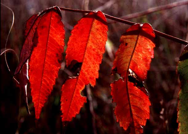 Staghorn Summac, Early Autumn