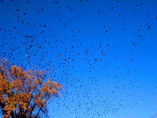 Starling out of a Poplar