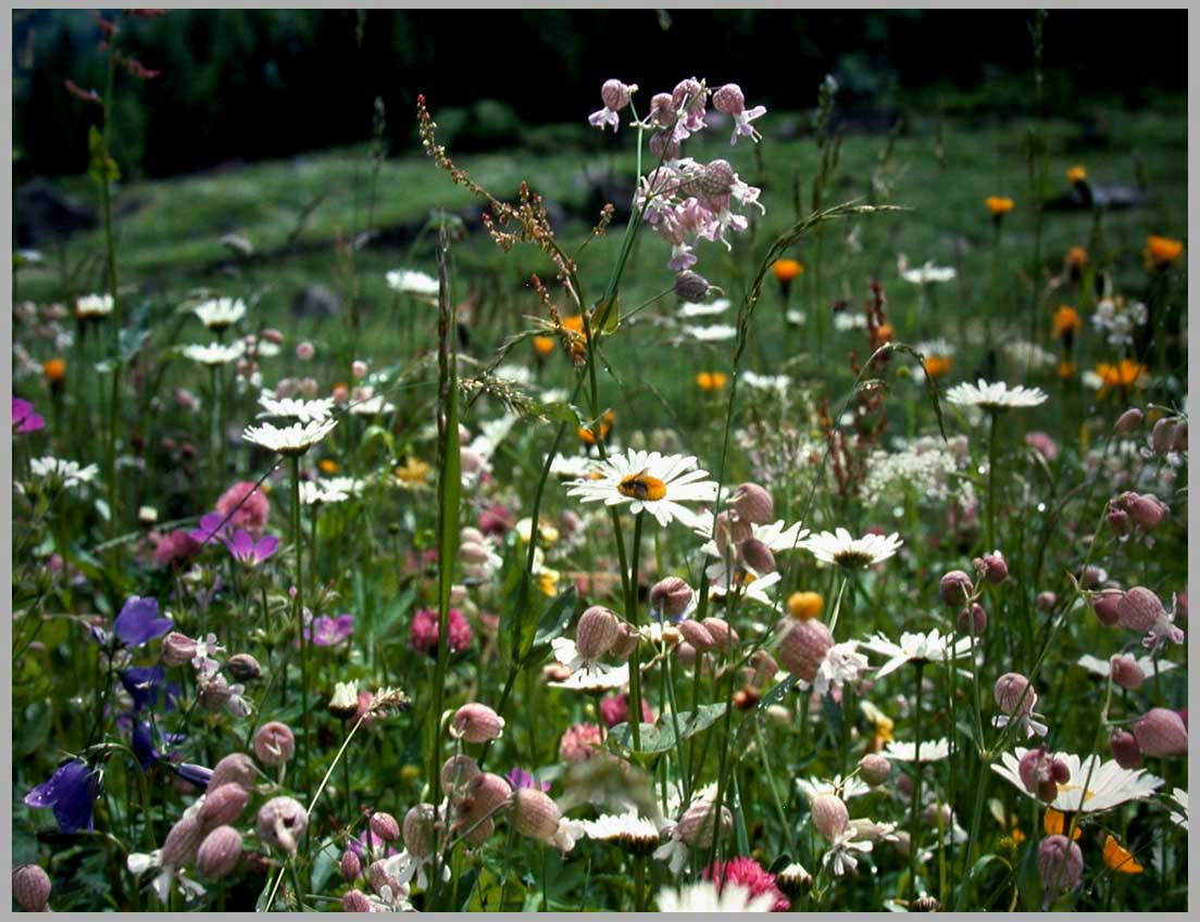 summer meadow