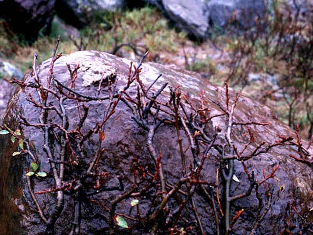 Spring Alpine Willow