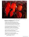 poster_sonnet-x-2
