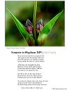 poster_sonnet-xiv-1