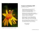 poster_sonnet-xiv-2