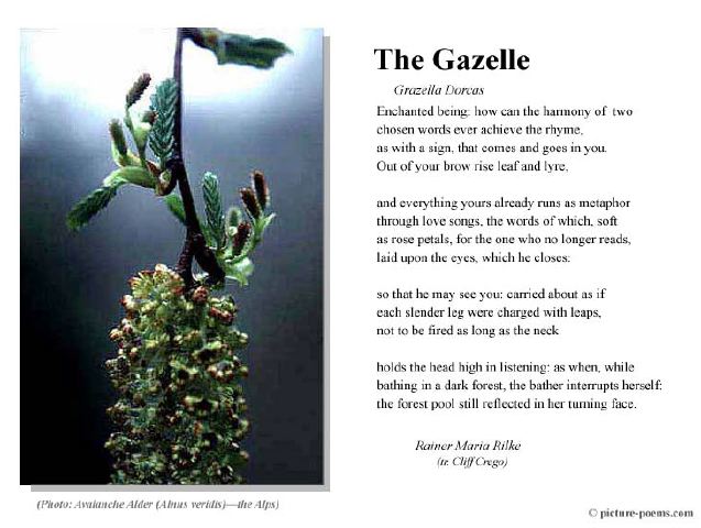 poster_gazelle.jpg