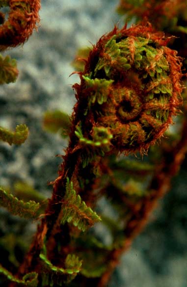 Fiddleneck Fern