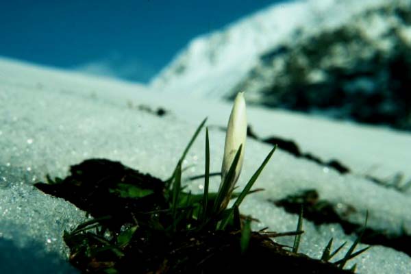 April Crocus in melting Snow