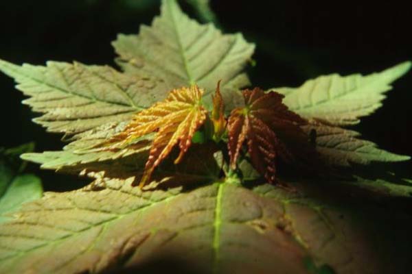 Mountain Maple