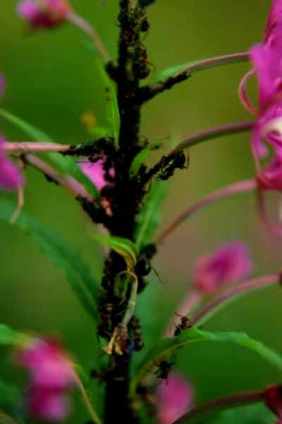 Ants, Aphids, Fireweed