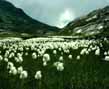 Cotton Grass