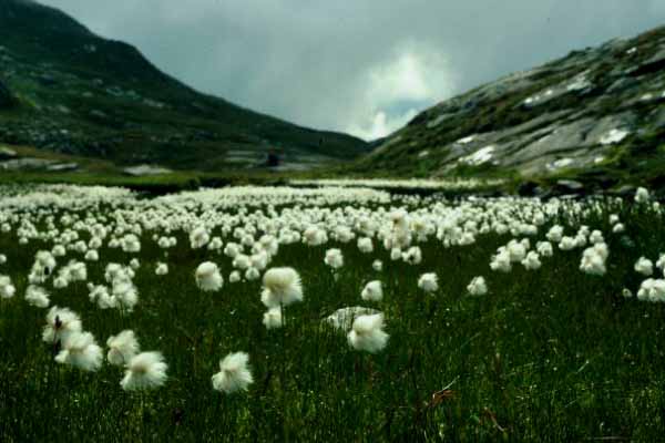 Ensemble of Cotton Grass, High Moor