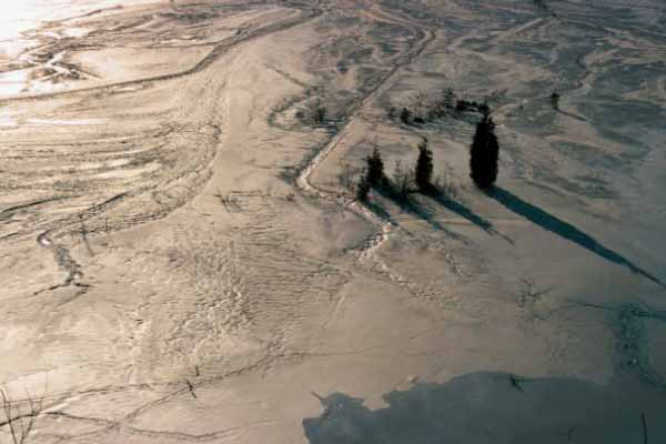 Three Trees, Shadows, Limestone Flats