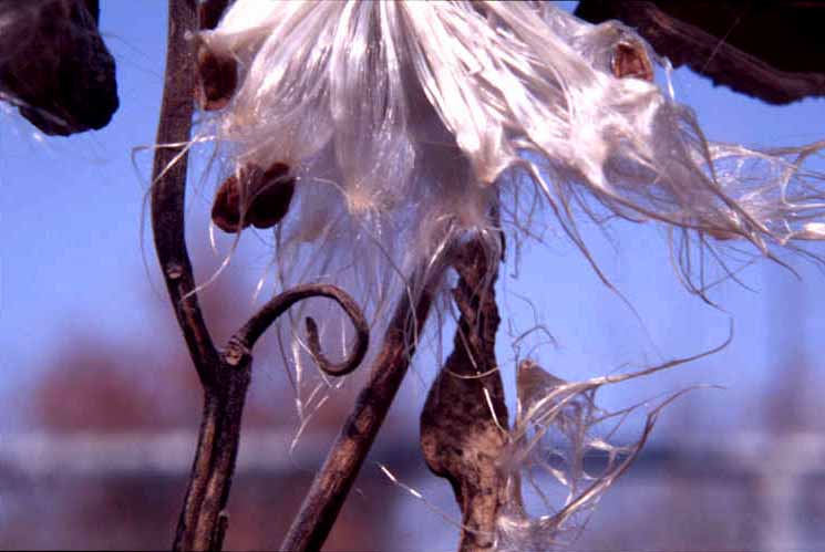 Milkweed, Fall Aspect