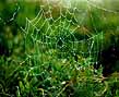 Web